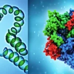 Immagine composita fotorealistica: a sinistra, filamenti spiraliformi blu-verdi della microalga Spirulina maxima al microscopio (lente macro 105mm, alta definizione); a destra, una rappresentazione 3D stilizzata della molecola dell'enzima L-asparaginasi (resa dettagliata, colori vivaci); le due immagini sono fuse con una transizione morbida su uno sfondo blu acquatico luminoso.