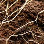 Scatto macro ravvicinato, lente da 105 mm, di terreno fertile che brulica di vita microbica, rappresentava astratto, con piccoli peli di radice di carota visibili, alti dettagli, focalizzazione precisa, illuminazione controllata.
