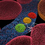 Visualizzazione 3D ad alta risoluzione del fegato fetale con diverse popolazioni cellulari ematopoietiche (staminali, progenitori, macrofagi, endoteliali) mappate spazialmente usando SeekSpace. Le cellule sono rappresentate come sfere colorate che mostrano cluster e interazioni specifiche, evidenziando la nicchia di espansione delle HSC/MPP vicino a macrofagi e cellule endoteliali. Illuminazione scientifica, dettaglio microscopico.