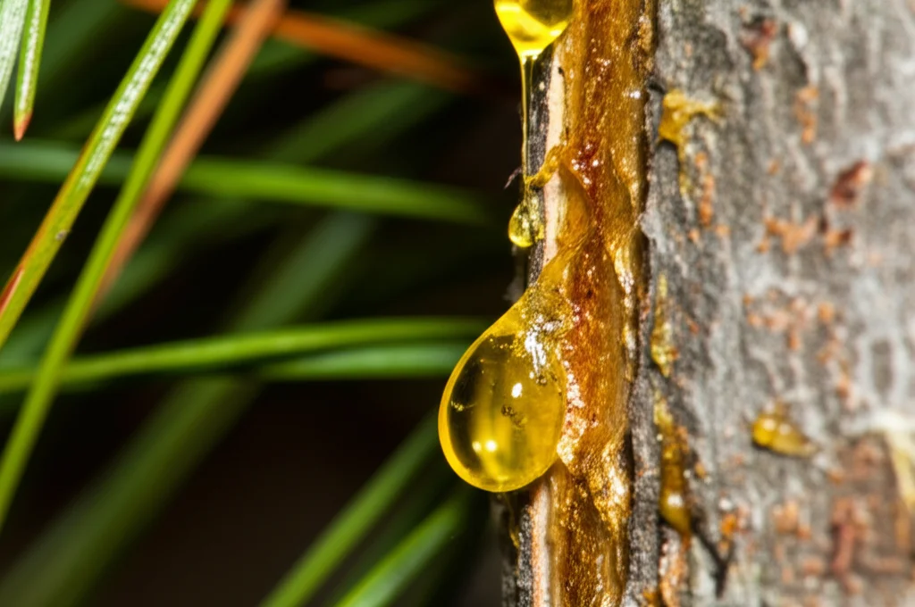 Macro fotografia, lente 90mm, di linfa di pino color ambra, viscosa, che cola lentamente da un taglio nella corteccia di un albero di Pinus caribaea. Alta definizione, messa a fuoco precisa sulla texture della linfa e della corteccia, illuminazione naturale controllata filtrata attraverso gli aghi di pino.