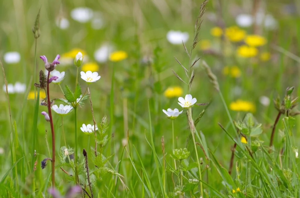 Primo piano di diverse specie di piante selvatiche in fiore in un prato britannico, ripreso con obiettivo macro 90mm, messa a fuoco precisa sui fiori, sfondo leggermente sfocato, luce solare diffusa, che rappresenta la biodiversità monitorata dai sondaggi.