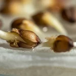 Primo piano estremo (macro) di semi di sorgo che germinano su carta da filtro umida in una capsula Petri, mostrando le prime radichette bianche e delicate emergenti dal seme scuro, lente macro 105mm, alta definizione dei dettagli, illuminazione laterale controllata che crea ombre morbide e mette in risalto la texture umida della carta e del seme.