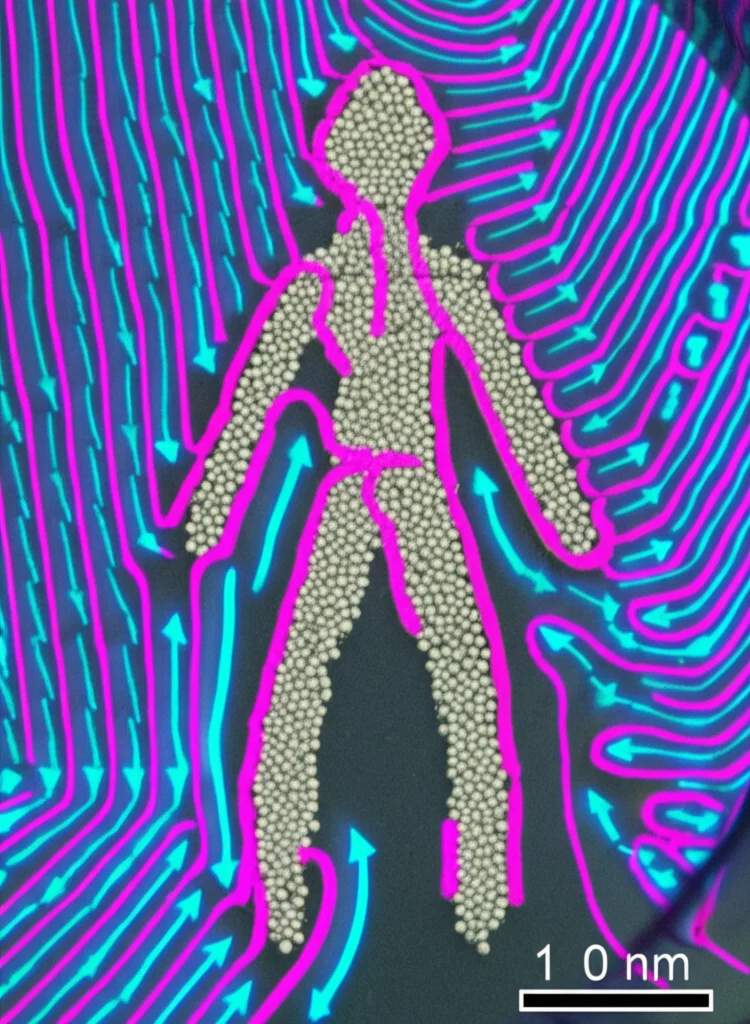 Fotografia macro ad alta definizione di microparticelle (sfere bianche di 15 micrometri) che vengono assemblate per formare una figura umanoide stilizzata in un liquido, guidate da percorsi di scansione laser invisibili (mostrati come linee magenta sovrapposte). Lo sfondo mostra il campo di flusso netto previsto (frecce blu). Obiettivo macro 100mm, alta definizione, illuminazione controllata, ispirato alla Figura 1B dell'articolo originale.