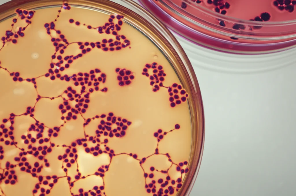 Microscopia di cellule staminali ematopoietiche in una piastra di Petri, illuminazione da laboratorio, obiettivo macro 60mm, dettagli cellulari visibili, sfondo leggermente sfocato.