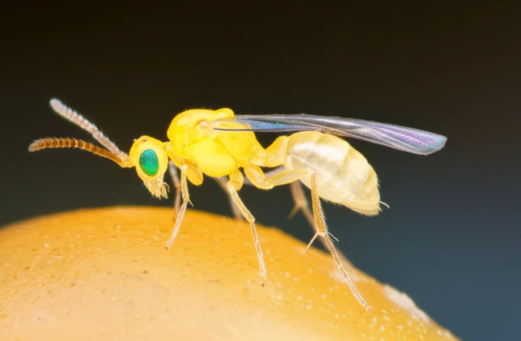 Macro fotografia di una minuscola vespa Trichogramma dendrolimi posata su un uovo di insetto molto più grande. Obiettivo macro 100mm, alta definizione, messa a fuoco precisa sulla vespa, illuminazione controllata per evidenziare i dettagli delicati delle ali e del corpo.
