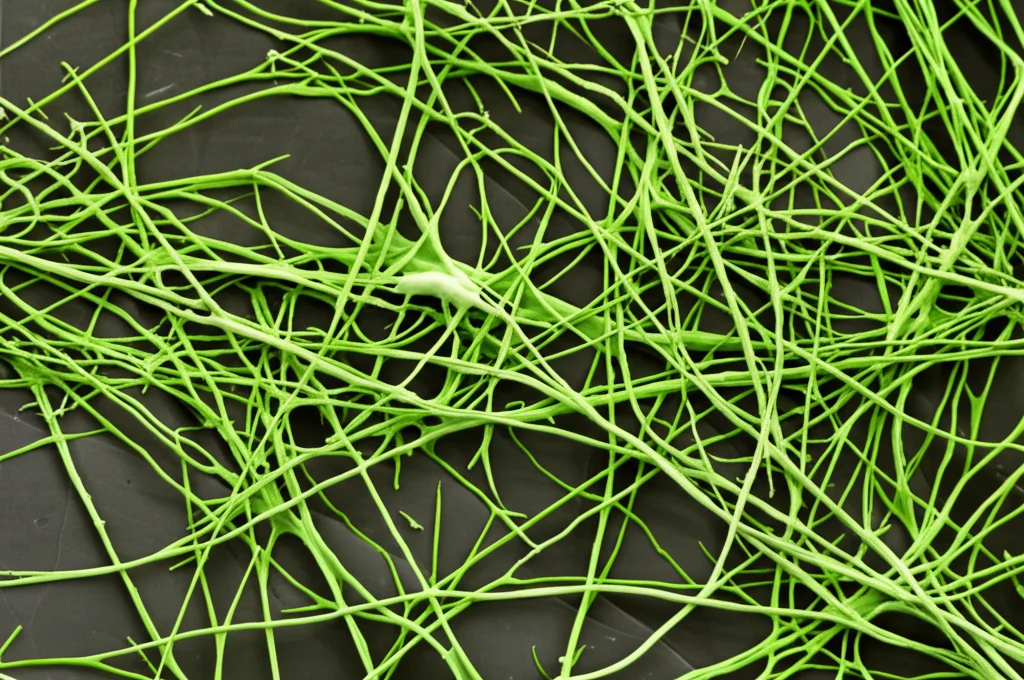 Micrografia elettronica a scansione di cellule staminali mesenchimali (MSC) che mostrano la loro tipica morfologia fusiforme. Lente macro 80mm, illuminazione ad anello per dettaglio uniforme, alta risoluzione, focus selettivo su un gruppo di cellule.