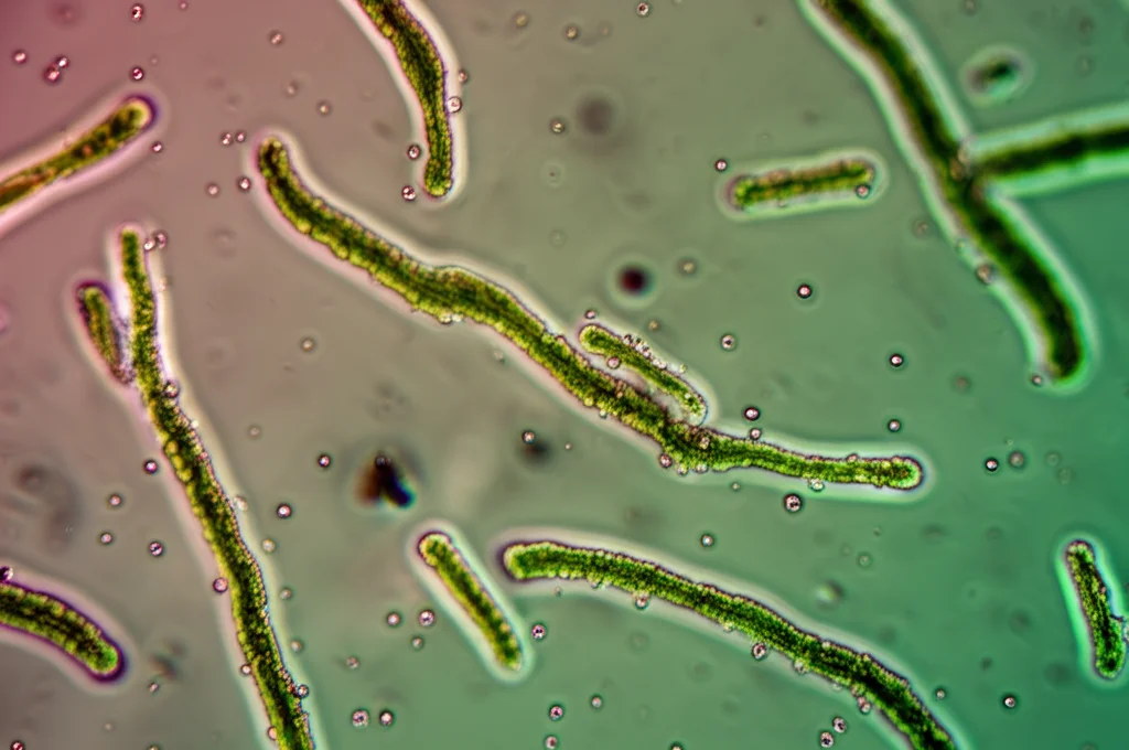 Fotografia macro di un campione d'acqua prelevato dalla piastra microbica di un lago meromictico, obiettivo 100mm macro, illuminazione controllata, si intravedono particelle sospese e una leggera colorazione rosa/verde dovuta ai batteri fotosintetici, alta definizione.