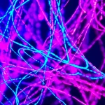 Visualizzazione concettuale del mescolamento su una struttura dinamica. Particelle luminose si muovono su percorsi che cambiano continuamente, rappresentati da linee luminose interconnesse che si fondono e si dividono. Focus su una regione dove le particelle diventano uniformemente distribuite dopo un 'salto' da uno stato non mescolato. Lente prime 35mm, profondità di campo, colori duotone blu elettrico e magenta.