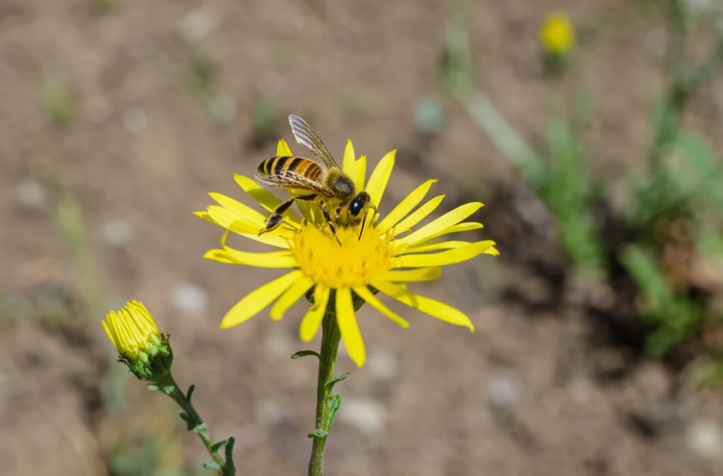 Macro fotografia di un'ape solitaria del genere Melissodes che raccoglie polline da un fiore giallo brillante di Asteraceae (come Hypochaeris radicata) in una giovane area di taglio raso. Luce solare diretta, sfondo sfocato che mostra vegetazione bassa e terreno aperto. Obiettivo macro 100mm, alta definizione, messa a fuoco precisa sull'ape e sul fiore.