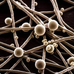Microscopia elettronica a scansione che mostra il lievito probiotico Saccharomyces boulardii (sfere più grandi e lisce) che interagisce strettamente con il fungo patogeno Candida albicans (strutture filamentose/ife e cellule ovoidali più piccole), su uno sfondo scuro e dettagliato simulante l'ambiente intestinale, illuminazione laterale drammatica per evidenziare le texture, obiettivo macro 100mm, alta definizione, colori leggermente desaturati.
