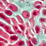 Primo piano di una piastra di coltura organotipica contenente frammenti di tessuto testicolare di topo, illuminazione da laboratorio precisa e controllata, lente macro 105mm, alta definizione dei tessuti rosa pallido su gel trasparente, simboleggiando la spermatogenesi in vitro e la ricerca sulla fertilità.