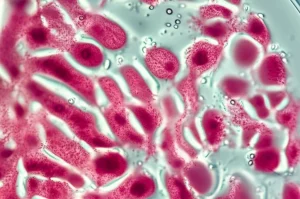 Primo piano di una piastra di coltura organotipica contenente frammenti di tessuto testicolare di topo, illuminazione da laboratorio precisa e controllata, lente macro 105mm, alta definizione dei tessuti rosa pallido su gel trasparente, simboleggiando la spermatogenesi in vitro e la ricerca sulla fertilità.