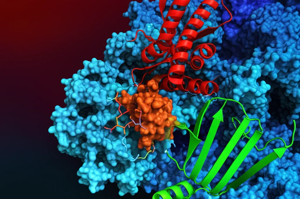 Simulazione 3D fotorealistica del composto SM-3 (in rosso) legato stabilmente nel sito attivo della proteina mTOR (struttura a nastro). Linee tratteggiate indicano le interazioni chiave con residui aminoacidici specifici (es. Val2240). Stile macro, alta definizione, illuminazione drammatica per evidenziare il legame.
