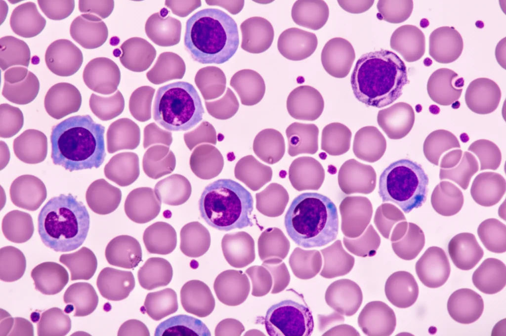 Immagine macro fotorealistica di globuli bianchi (neutrofili, linfociti) al microscopio, alcuni sovrapposti e altri isolati, con dettagli precisi della struttura cellulare e illuminazione controllata da laboratorio, obiettivo macro 100mm, alta definizione.