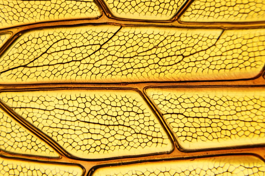Immagine al microscopio di un dettaglio dell'ala di un Limoniide fossile nell'ambra. Obiettivo macro 105mm, altissima definizione per mostrare la complessa venatura alare, messa a fuoco precisa, illuminazione trasmessa per evidenziare la struttura.