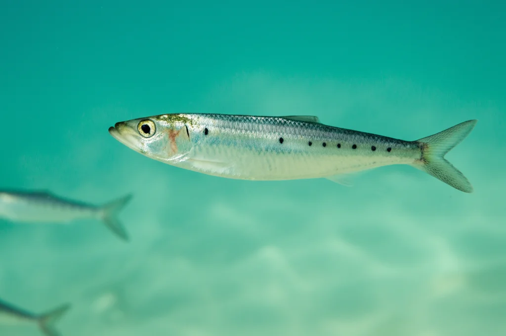 Foto macro ad alta definizione di una sardina squamata (Harengula jaguana) che nuota energicamente in acque tropicali limpide, illuminazione controllata, obiettivo macro 100mm, focus preciso sulle scaglie iridescenti e la forma idrodinamica.