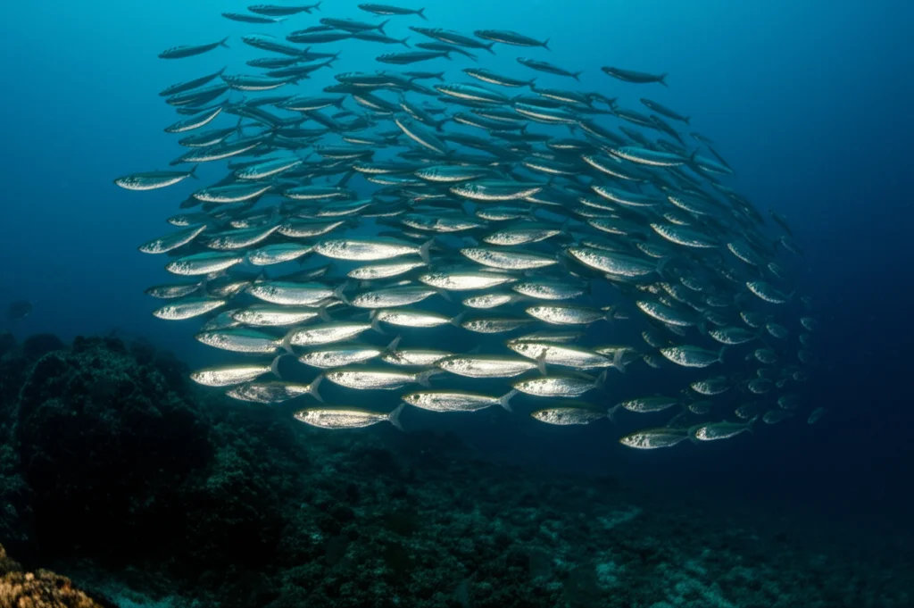 Banco di sardine squamate (Harengula jaguana) che nuotano compatte in acque oceaniche leggermente più calde e torbide, obiettivo teleobiettivo zoom 100-400mm, inseguimento del movimento, luce naturale filtrata dall'acqua che crea un'atmosfera leggermente cupa.