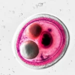 Primo piano di un embrione suino nelle primissime fasi di sviluppo visualizzato al microscopio, con evidenziazione grafica degli aminoacidi essenziali. Obiettivo macro 105mm, alta definizione, illuminazione controllata, focus sull'embrione.