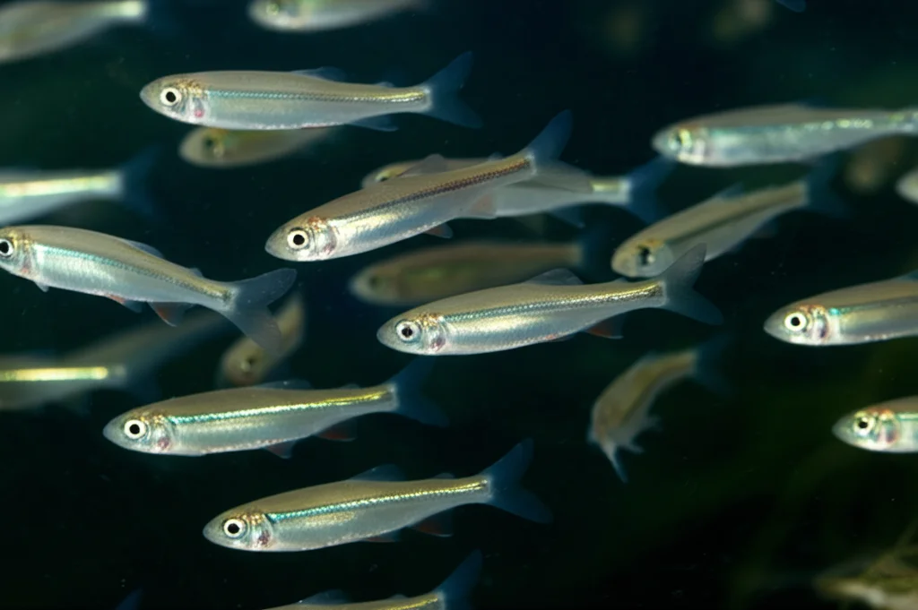 Scatto macro di un banco di piccoli pesci argentati (tipo coregone lavarello o sperlano) che nuotano in formazione nelle acque scure di un lago boreale, obiettivo macro 100mm, illuminazione controllata per evidenziare i riflessi, messa a fuoco precisa.