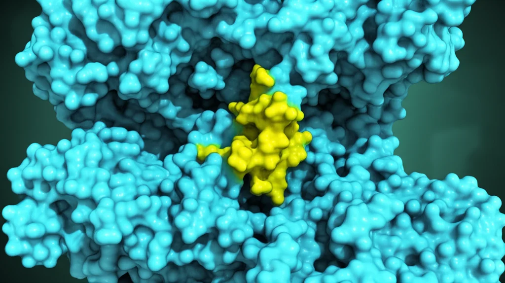 Visualizzazione 3D fotorealistica dell'enzima ACSS2 (struttura a nastro ciano) con evidenziato il sito di legame del nucleotide (regione gialla). Macro lens, 80mm, high detail, precise focusing, controlled lighting.