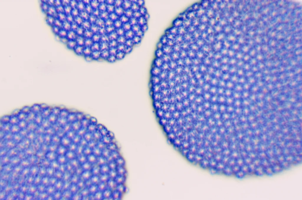 Vista microscopica di complesse interazioni molecolari tra due diversi composti farmacologici, obiettivo macro 100mm, alto dettaglio, messa a fuoco precisa, che rappresenta la sfida della previsione delle interazioni farmacologiche.