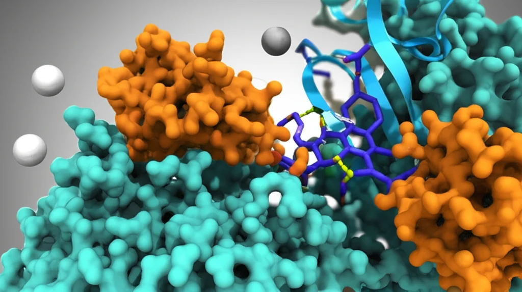Illustrazione 3D fotorealistica che mostra la proteina NOS (Ossido Nitrico Sintasi) con una molecola di ossido nitrico (NO) che si stacca. In background, sfocato, si vedono ioni calcio (sfere bianche) che interagiscono con Calmodulina (CaM) e CaMKII. Effetto profondità di campo, dettaglio molecolare, colori scientificamente accurati.