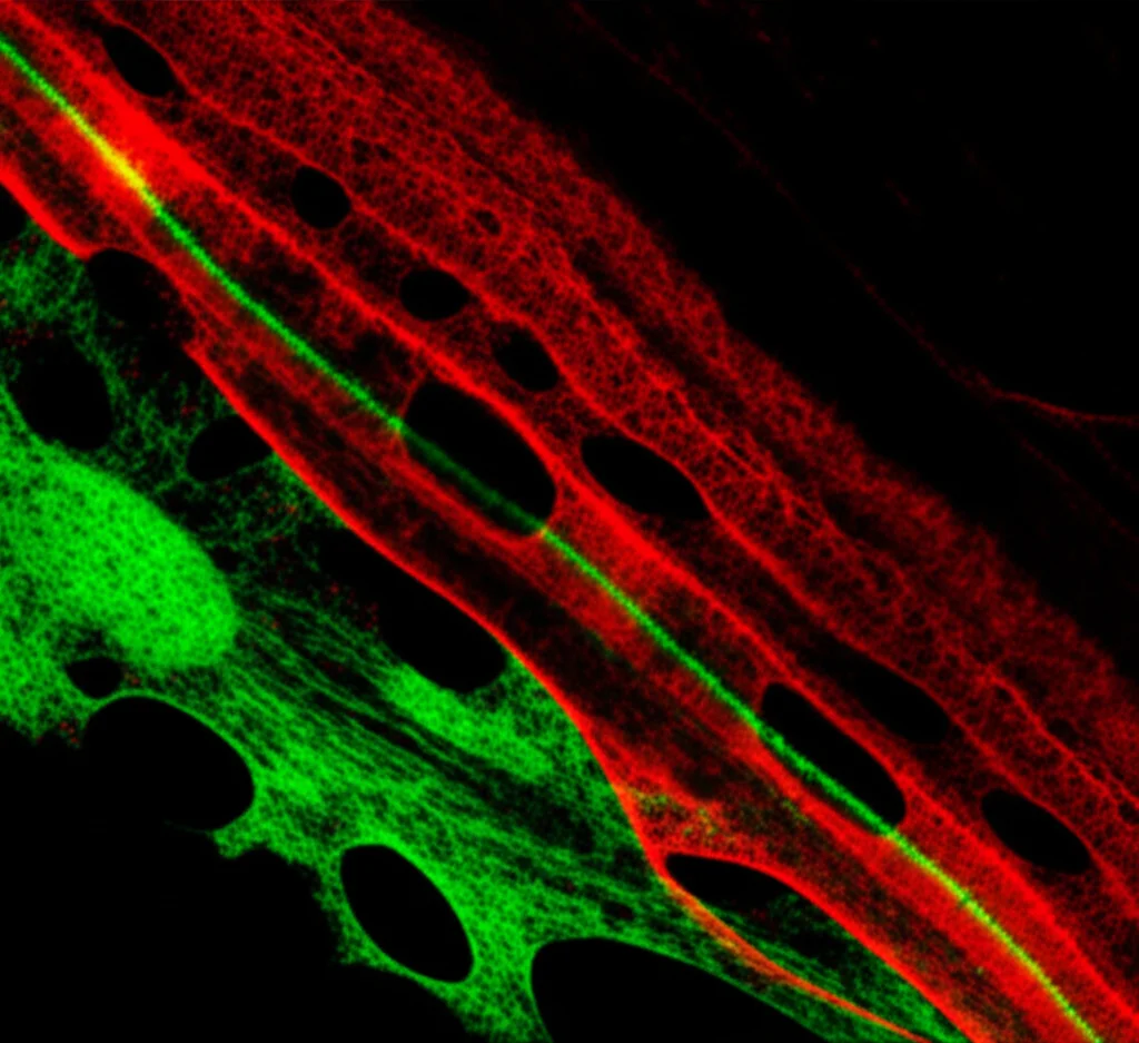 Immagine di microscopia confocale che mostra neuroni marcati in fluorescenza (verde) e astrociti (rosso) in una fettina di cervello, obiettivo grandangolare 20mm, messa a fuoco nitida, illustrando le interazioni cellulari nella ricerca neurodegenerativa.