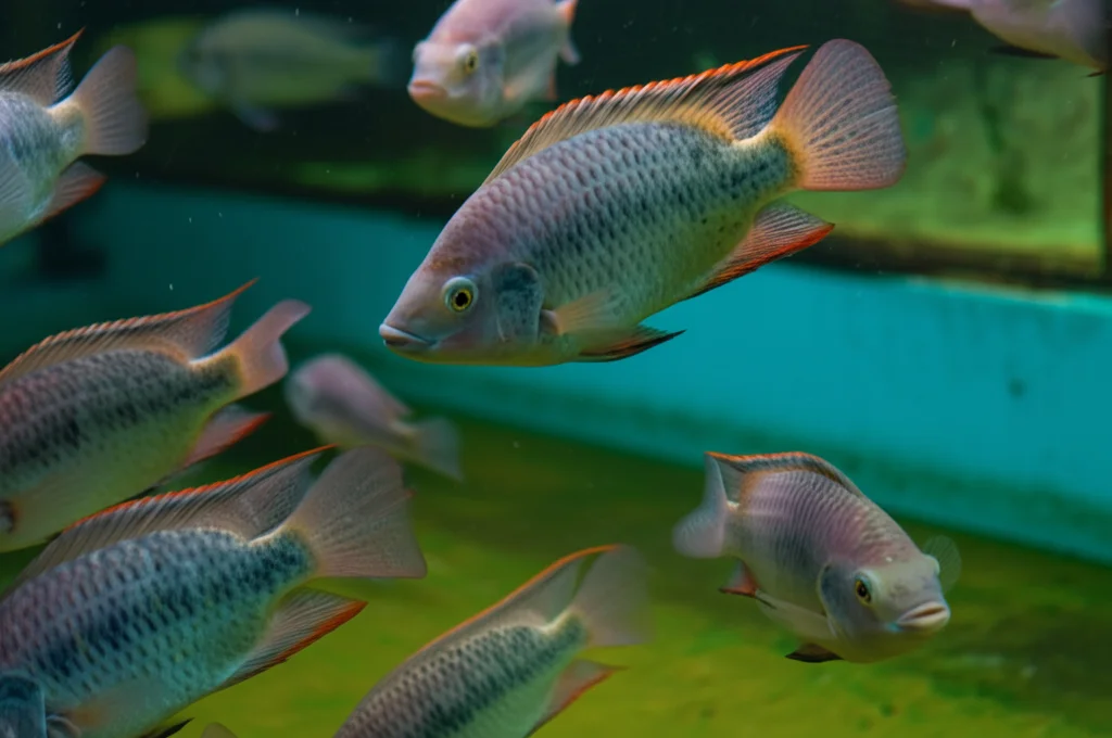 Fotografia di Tilapia del Nilo (Oreochromis niloticus) in un sistema di acquacoltura a ricircolo, acqua limpida, illuminazione controllata, lente zoom 70-200mm, focus sui pesci che nuotano attivamente.