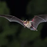 Fotografia naturalistica ad alta risoluzione di un pipistrello messicano (Rousettus) in volo notturno catturato con teleobiettivo 400mm, alta velocità otturatore, tracciamento del movimento, sfondo leggermente sfocato della foresta pluviale messicana, simboleggiando l'origine di molti coronavirus.