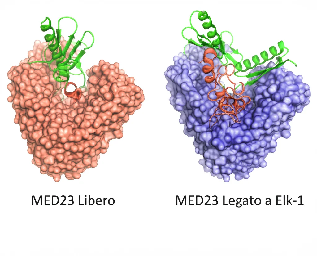 Visualizzazione 3D fotorealistica che mostra la proteina MED23 in due stati affiancati: a sinistra, 'MED23 Libero' con una regione 'coperchio' (HR4-lid, verde) chiusa sulla superficie convessa (grigio scuro). A destra, 'MED23 Legato a Elk-1' con il peptide Elk-1 (corallo) legato sulla faccia concava e il coperchio HR4-lid (verde) mostrato come disordinato o aperto sulla faccia convessa, esponendo una nuova superficie sottostante. Illuminazione drammatica laterale, stile scientifico chiaro.