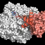 Visualizzazione 3D fotorealistica ad alta definizione, obiettivo macro 85mm, del complesso proteico MED23 (grande, struttura a nastro bianca e grigia) legato al peptide fosforilato Elk-1 (piccolo, struttura a nastro color corallo) sulla sua superficie concava. Illuminazione da studio che evidenzia i dettagli atomici dell'interfaccia di legame. Focus preciso, sfondo scuro e pulito.