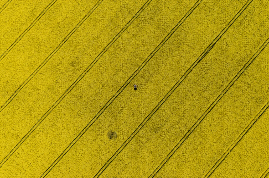 Fotografia aerea di un campo sperimentale di colza suddiviso in piccoli appezzamenti, scattata da un drone UAV, obiettivo grandangolare 20mm, alta risoluzione, luce diurna diffusa, messa a fuoco nitida sull'intera area.