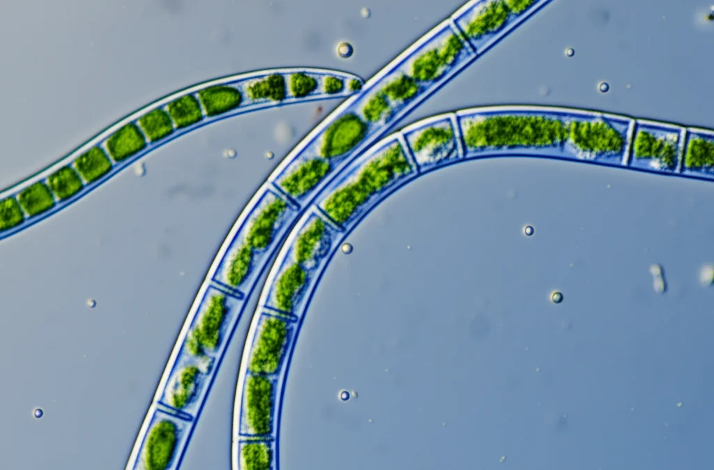 Macro fotografia di cianobatteri filamentosi Anabaena torulosa di colore verde-azzurro in coltura liquida, illuminati controluce per evidenziare le cellule eterociste specializzate nella fissazione dell'azoto, lente macro 100mm, alta definizione, messa a fuoco precisa.