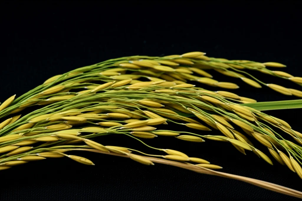 Fotografia still life di chicchi di riso Pusa Basmati appena raccolti, alcuni ancora sulla pannocchia dorata, su sfondo scuro. Lente macro 80mm, alta definizione, illuminazione laterale controllata per esaltare la forma e la texture dei chicchi.