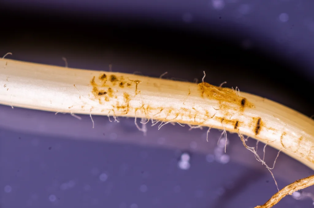 Macro fotografia di una radice di Vicia faba (fava) che mostra segni di stress cellulare visibili al microscopio, obiettivo macro 90mm, illuminazione controllata laterale per evidenziare la struttura, alta definizione dei dettagli delle cellule radicali sotto stress idrico da paracetamolo.