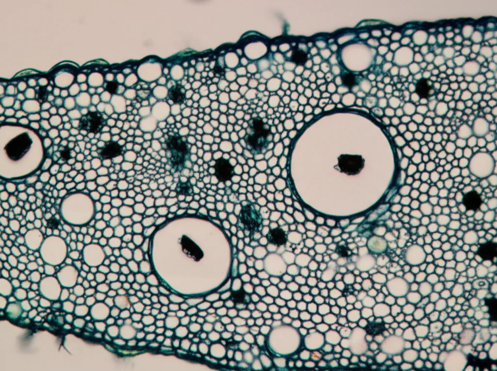 Micrografia realistica che mostra una sezione trasversale del picciolo di Pistia stratiotes proveniente da un sito inquinato (HCS). Si notano cellule parenchimatiche più piccole, spazi aerei (aerenchima) ridotti e numerosi cristalli di rafidi scuri all'interno di alcune cellule. Illuminazione da microscopio a contrasto di fase, alta magnificazione (es. 400x), dettaglio preciso delle strutture cellulari alterate dallo stress ambientale.