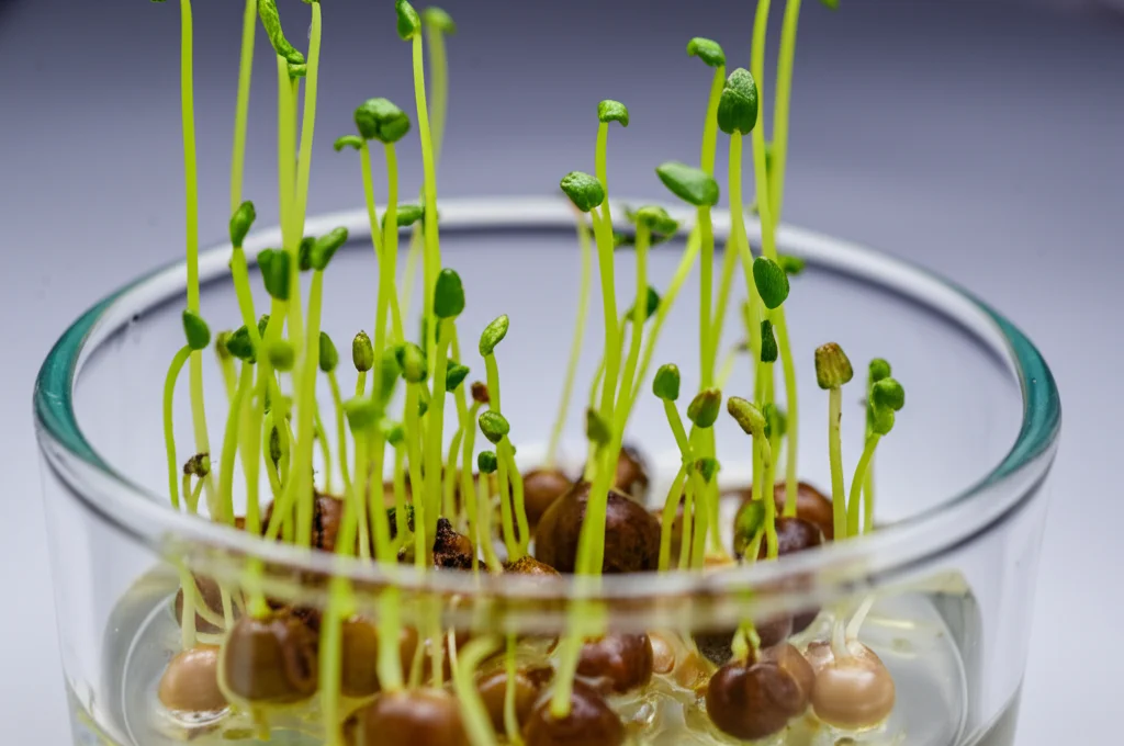 Fotografia macro still life di rizomi di ninfea (Nymphaea micrantha) in fase di induzione in vitro dentro contenitori di vetro; lente macro 90mm, alta definizione dei piccoli germogli verdi che spuntano dai rizomi immersi in gel nutritivo, illuminazione controllata da laboratorio che evidenzia la sterilità dell'ambiente.