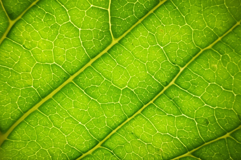 Macro fotografia di una foglia di vite Merlot, lente macro 90mm, alta definizione, illuminazione controllata, che mostra la struttura venosa dettagliata dove avvengono le interazioni molecolari tra pianta e virus mediate dai piccoli RNA.