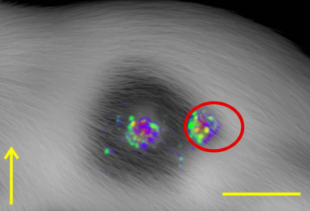 Immagine SPECT/CT di un topo da laboratorio con un tumore al seno (cerchio rosso), obiettivo zoom 50mm, che mostra l'accumulo del tracciante I-123-KX1 nel tessuto tumorale rispetto al muscolo circostante. Luce ambientale controllata.