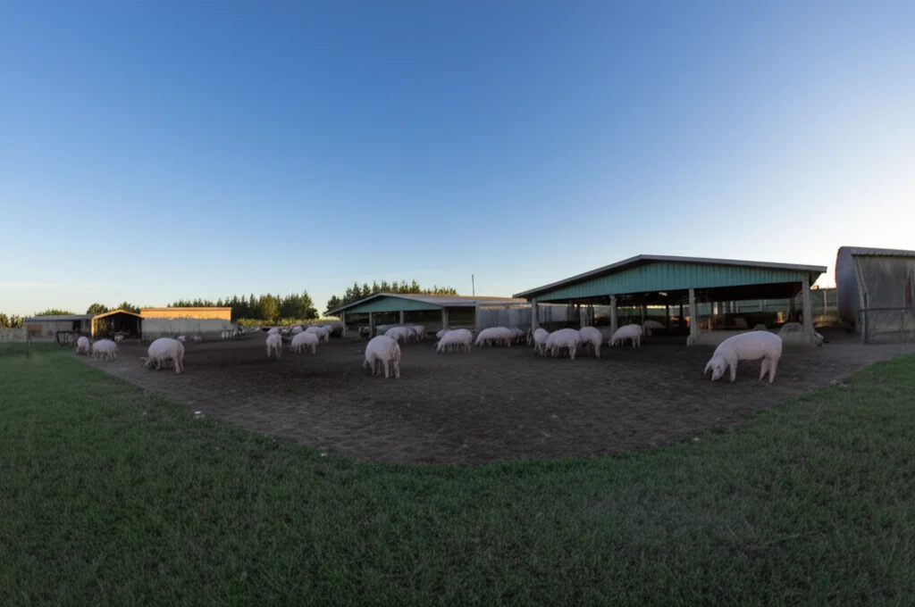 Fotografia grandangolare di un paesaggio rurale con un allevamento di suini ben tenuto in lontananza sotto un cielo sereno, obiettivo grandangolare 10mm, lunga esposizione per catturare la luce del tardo pomeriggio, messa a fuoco nitida sull'intero paesaggio.