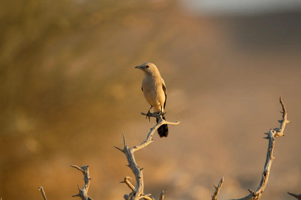 Fotografia naturalistica di un garrulo arabo (Argya squamiceps) appollaiato su un ramo secco nel deserto del Negev, luce calda del tardo pomeriggio. Obiettivo teleobiettivo 200mm, velocità otturatore elevata per catturare i dettagli dell'uccello, sfondo sfocato (bokeh) che mostra il paesaggio arido.