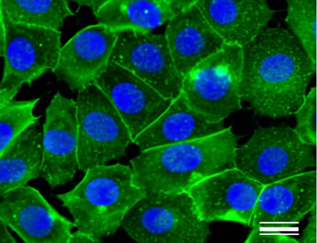 Immagine macro ad alta definizione di cellule endoteliali umane derivate da iPSC in coltura che mostrano fluorescenza verde indicante la produzione di ossido nitrico (NO) dopo trattamento con P188. Nuclei cellulari colorati in blu. Lente macro 60mm, illuminazione controllata da laboratorio, focus preciso.