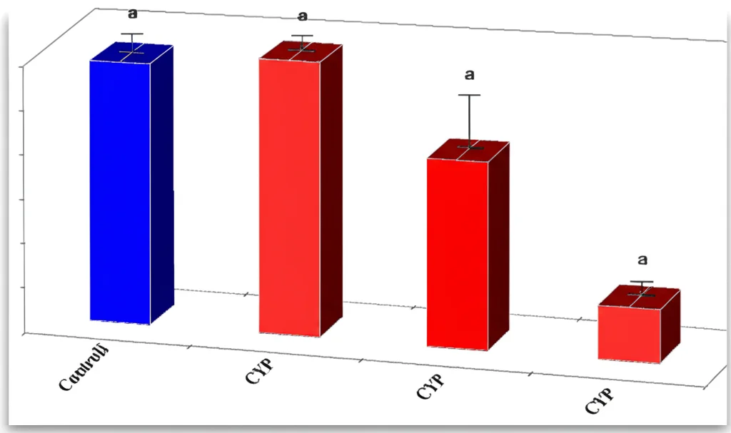 Grafico a barre 3D fotorealistico che mostra l'aumento dell'espressione della proteina α-SMA nel tessuto mucoso vescicale dopo trattamento con CYP rispetto ai controlli. Barre blu per i controlli, barre rosse per il trattamento CYP, con un'altezza significativamente maggiore per le barre rosse. Sfondo neutro da laboratorio.