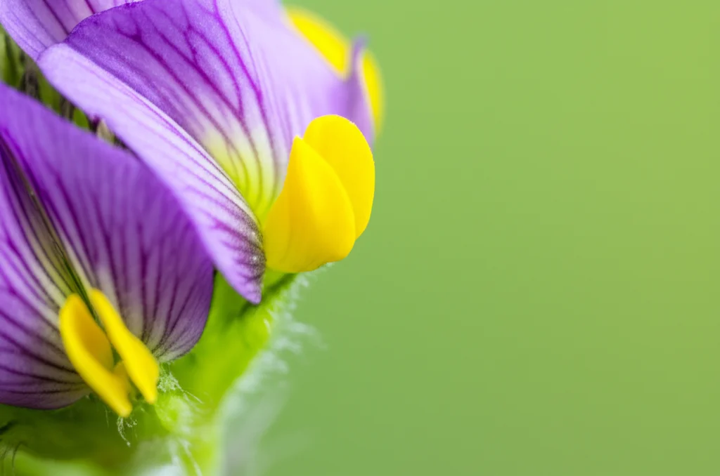 Fotografia macro ad alta definizione di un fiore di erba medica (Medicago sativa) con messa a fuoco precisa sulle antere gialle brillanti cariche di polline. Obiettivo macro 100mm, illuminazione da studio controllata per massimizzare i dettagli della texture del polline e dei petali viola, sfondo sfocato verde tenue.