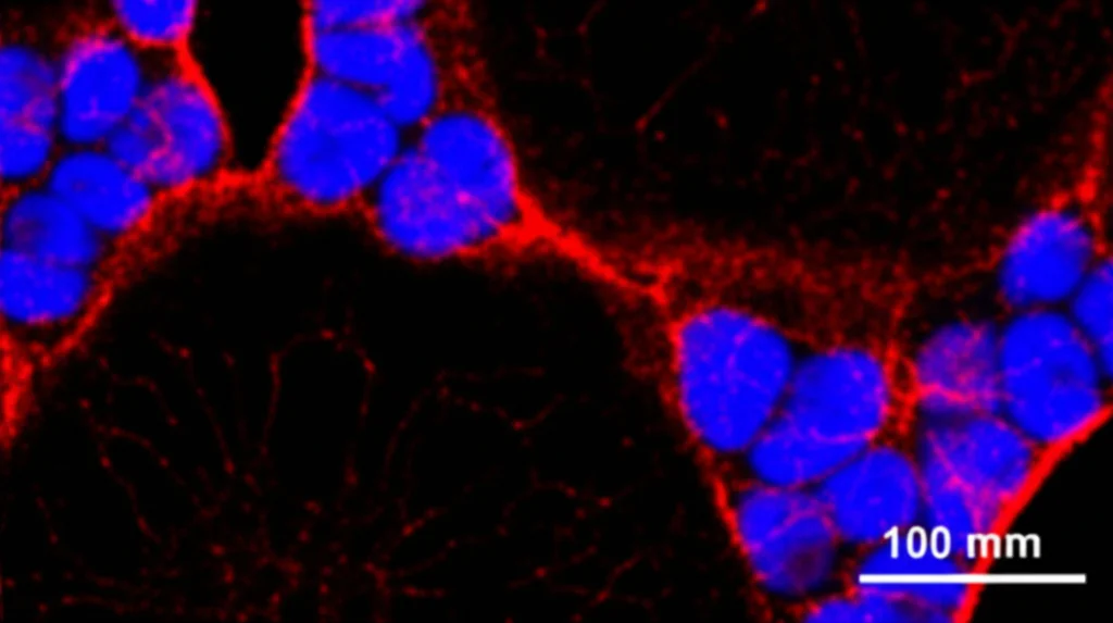 Macro fotografia di una proteina FGF10 stabilizzata (FGF10-STAB) che interagisce con un recettore cellulare FGFR2b, visualizzata con colori fluorescenti su sfondo scuro, illuminazione controllata per evidenziare i dettagli molecolari, focale 100mm.