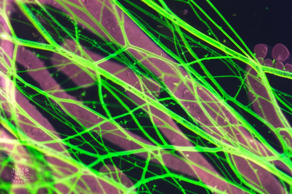 Close-up, macro lens 60mm, di un microchip 'network-on-a-chip'. Si vedono canali microfluidici contenenti un idrogel trasparente dove cresce una rete vascolare marcata in fluorescenza verde, simulando l'angiogenesi in vitro sotto carico controllato. High detail, luce da laboratorio.