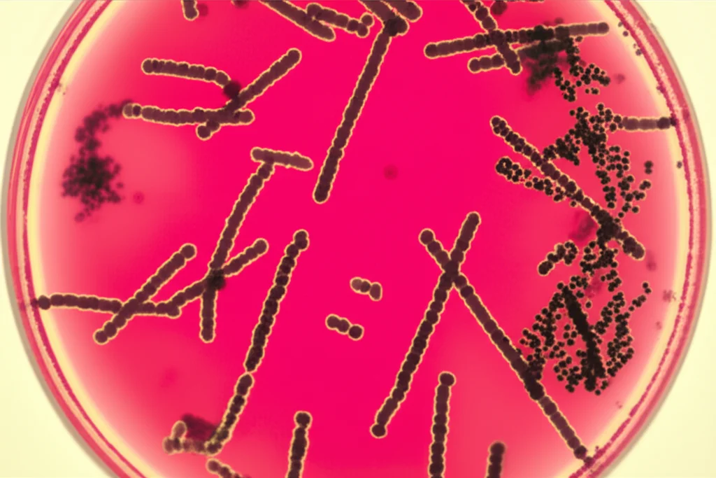 Immagine macrofotografica ad alta definizione di Blastocystis spp. in una piastra di Petri, illuminazione controllata, obiettivo macro 100mm, che mostra le diverse forme del parassita.