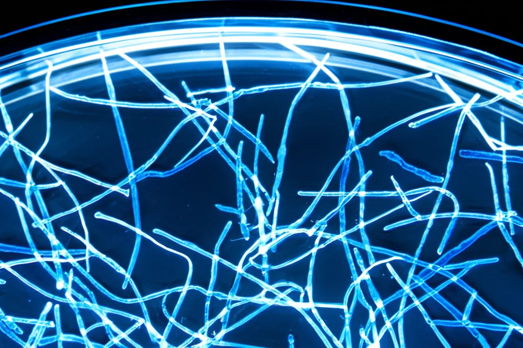 Fotomicrografia scattata con obiettivo macro da 100mm che mostra varie fibre e frammenti di microplastica (blu, neri, alcuni trasparenti) raccolti da un campione di pesce, alto dettaglio, messa a fuoco precisa, su sfondo di una piastra Petri sotto illuminazione da laboratorio.