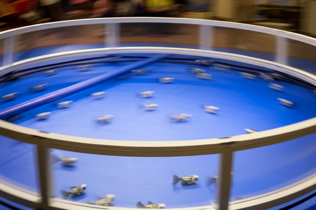 Fotografia con teleobiettivo zoom 200mm, che mostra un'arena circolare trasparente e flessibile deformata dalla spinta interna di una dozzina di pesci robotici che nuotano al suo interno. Fast shutter speed per congelare l'azione e le deformazioni della parete. Movimento tracciato sull'arena.