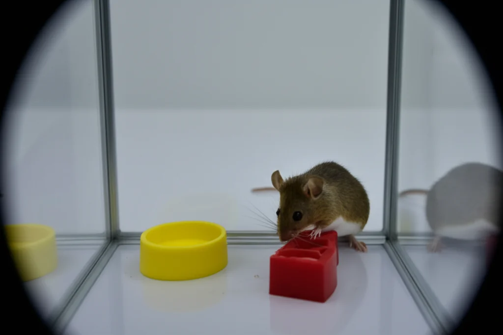 Fotografia di un topo C57BL/6J durante il test del Novel Object Recognition (NOR) in una scatola sperimentale con due oggetti, uno familiare e uno nuovo. L'immagine cattura il momento in cui il topo esplora l'oggetto nuovo, teleobiettivo zoom 100-400mm, fast shutter speed, movement tracking.